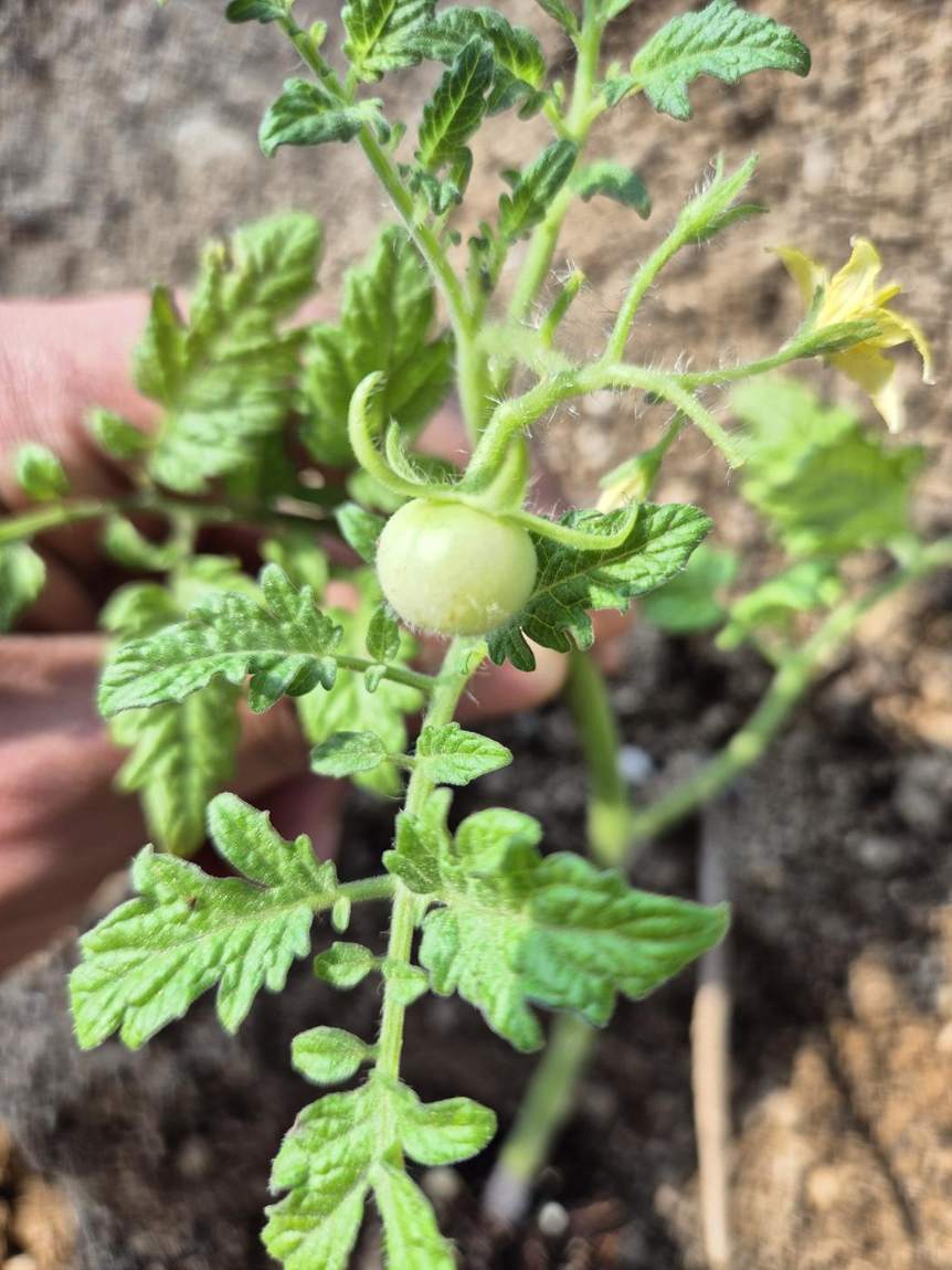 KHAN AG smart farm